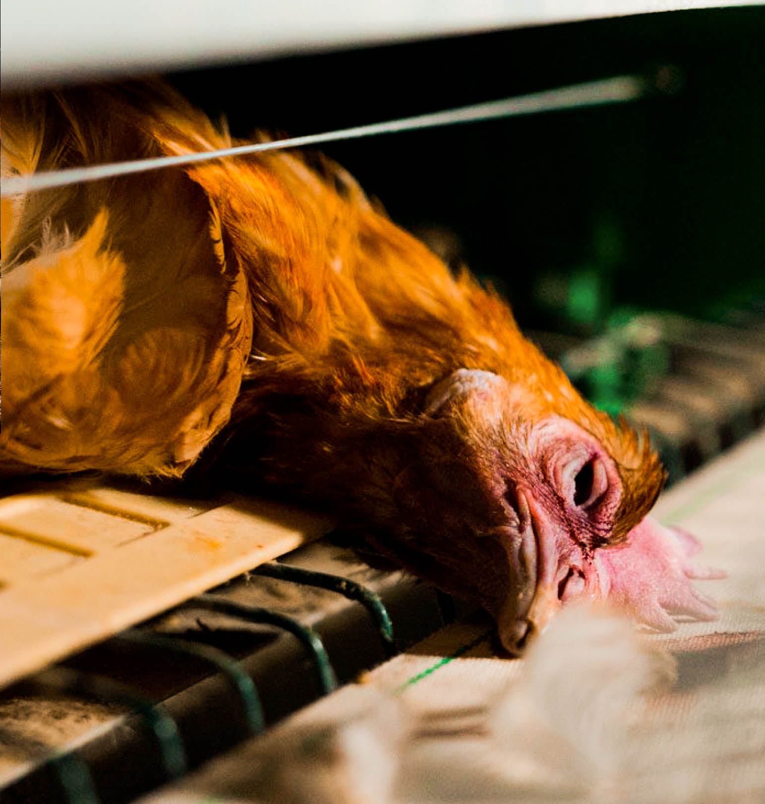 Animal Equality A4Chicken closing image.